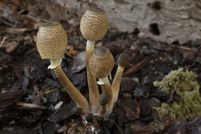 Leucocoprinus brebissonii