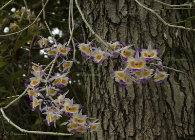Dendrobium devonianum in Els
