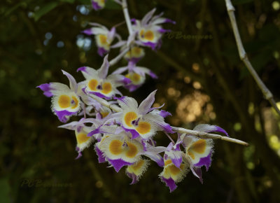 Dendrobium devonianum, buiten in de achtertuin tot bloei gekomen.