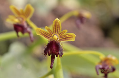 Ornithochilus difformis, 8 years ago renamed  to Phalaenopsis difformis