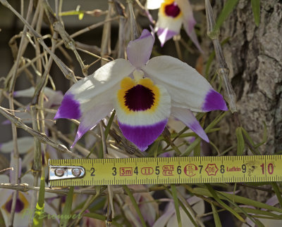 Dendrobium falconeri 8 cm.