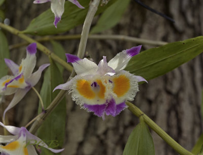 Dendrobium devonianum with two lips.