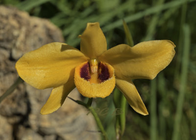 Dendrobium moschatum, flower 9 cm across