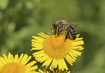 Wilde honingbij donkere vorm, werkster