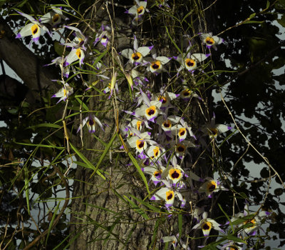 Dendrobium falconeri, 42 flowers all over the plant.