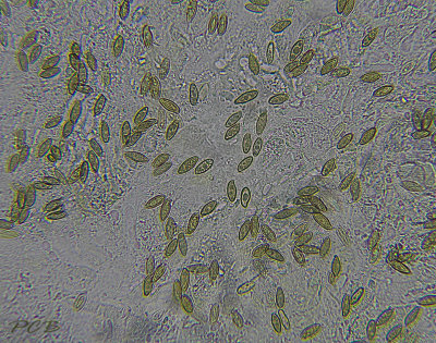 Wijnrode boleet sporen 600 X, afmeting 5 X 12 µm