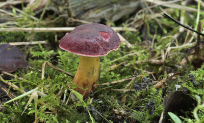 Wijnrode boleet, Xerocomus ripariellus