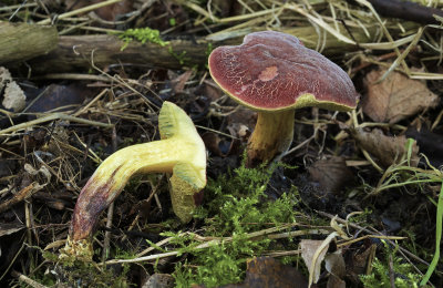 Wijnrode boleet, Xerocomus ripariellus