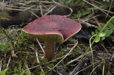 Wijnrode boleet, Xerocomus ripariellus
