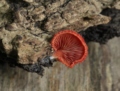 Rood oorzwammetje