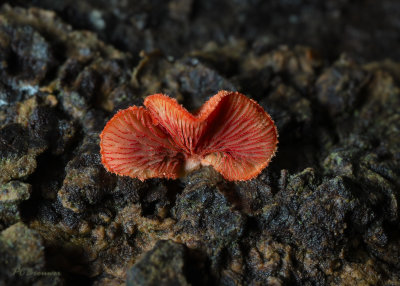 Rood oorzwammetje onderkant