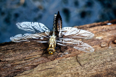 F13-34 1977 Dragonfly