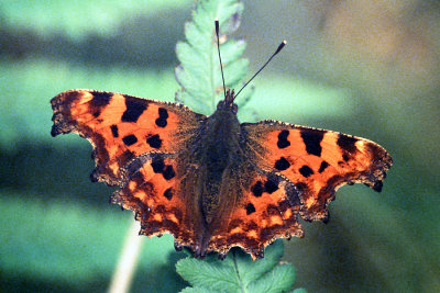 F34-28 1982 Comma Butterfly