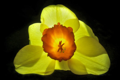 Daffodil Back-lit with a LCD Torch
