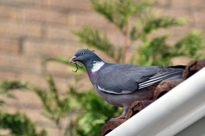 Wood Pigeon with nesting material