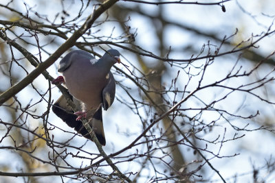 Wood Pigeon collecting nesting material
