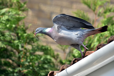 Wood Pigeon with nesting material
