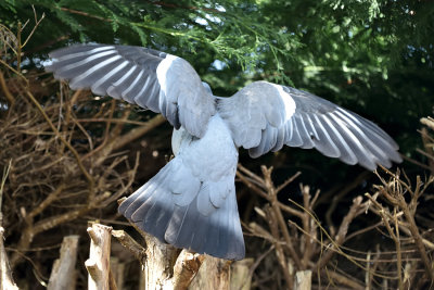 Wood Pigeon with nesting material