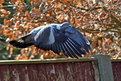 Wood Pigeon with nesting material