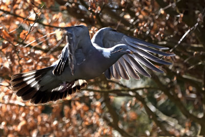 Wood Pigeon with nesting material