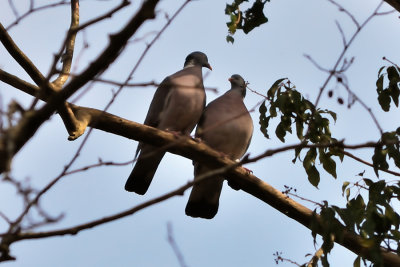 Lovey Dovey Couple