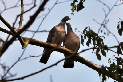 Lovey Dovey Couple