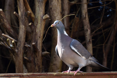 Wood Pigeon with nesting material