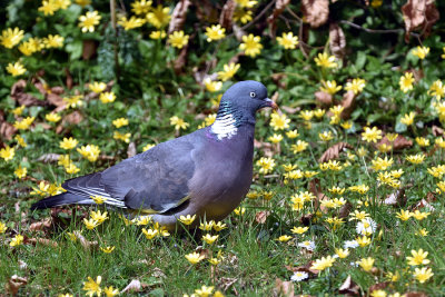 Male Wood Pigeon & Lesser Celandines