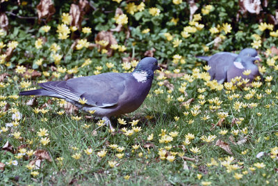 Pair of Wood Pigeons & Lesser Celandines