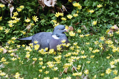 Female Wood Pigeon & Lesser Celandines
