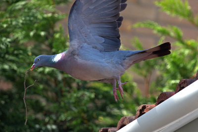 Wood Pigeon with nesting material
