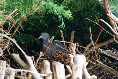 Wood Pigeon on the Nest