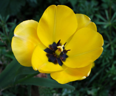 Tulip
