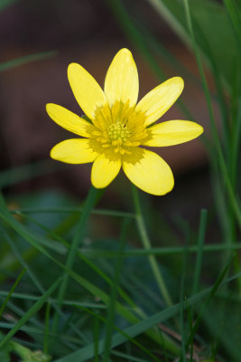 Lesser Celandine