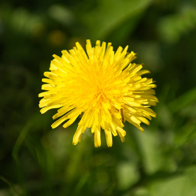 Dandelion