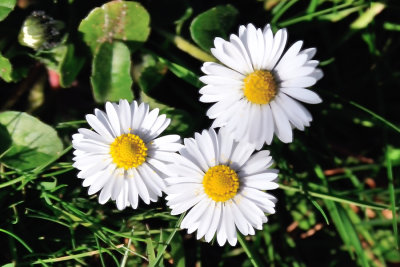 Daisies