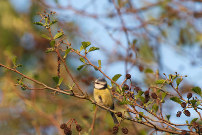 Blue Tit