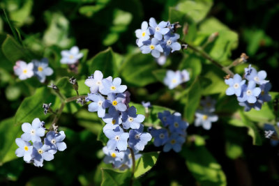 Forget-me-nots