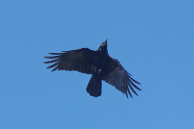Carrion Crow overhead