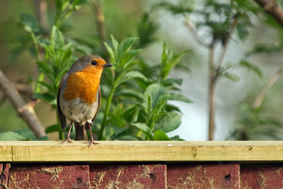Robin
