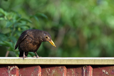 Blackbird female