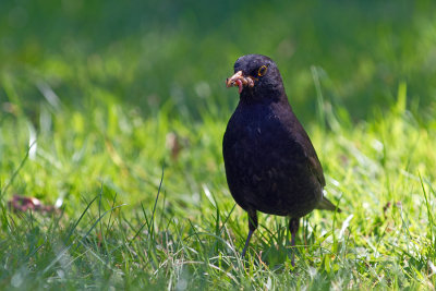 Blackbird