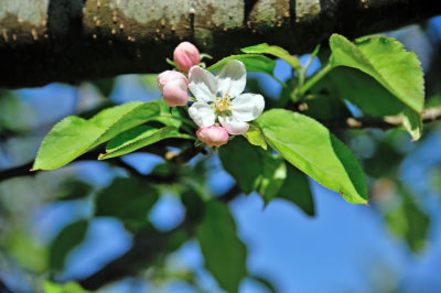 Apple Blossom