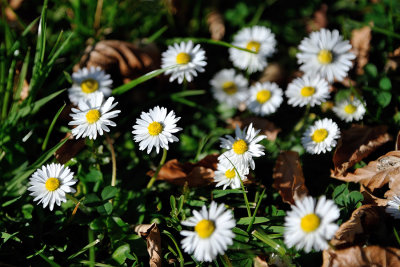 Daisies