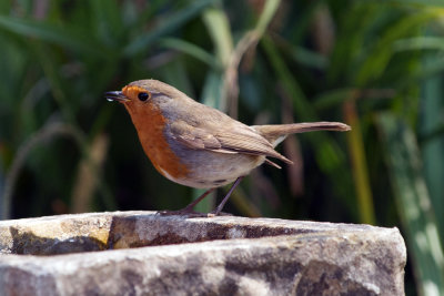 Robin