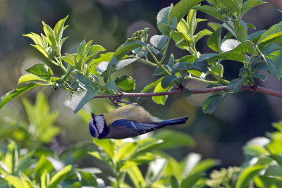 Blue Tit