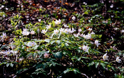 F39-35 1983 Wood Anemones