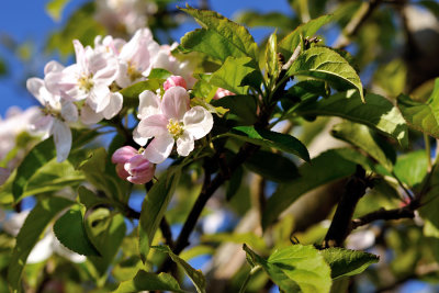 Apple Blossom