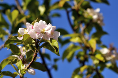 Apple Blossom