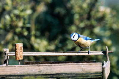 F07-18 1975 Blue Tit